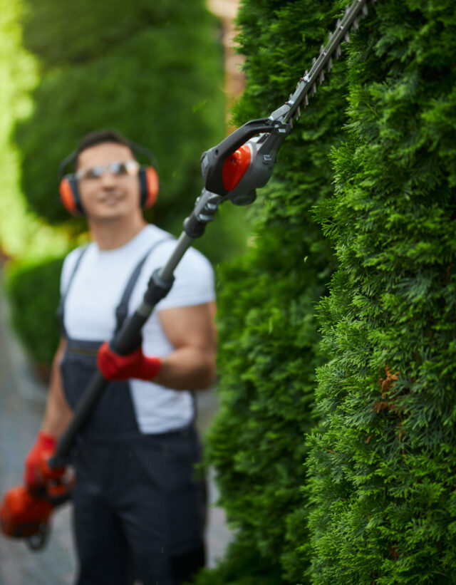 Handsome caucasian man in uniform trimming hedge during summer time. Young male person using hand electric cutter for gardening work.